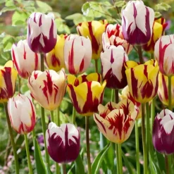 Frø^Tulipanløg - Sæt med 30 - Tulipa 'Flaming Beauty Mix' - Blomsterløg - Flerfarvet