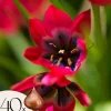 Frø^Tulipanløg - Sæt med 40 - Tulipa 'Little Beauty' - Blomsterløg - Rød