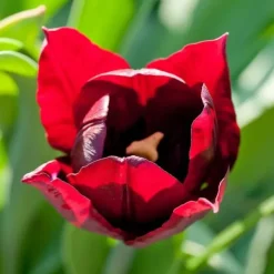 Frø^Tulipanløg - Sæt med 40 - Tulipa 'Little Beauty' - Blomsterløg - Rød