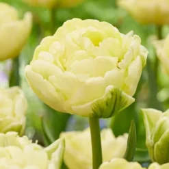 Online Tulipanløg - Sæt med 14 - Tulipa 'Avant Garde' - Blomsterløg - Gul Frø
