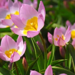Discount Tulipanløg - Sæt x100 - Tulipa bakeri 'Lilac Wonder' - Blomsterløg - Flerfarvet Frø