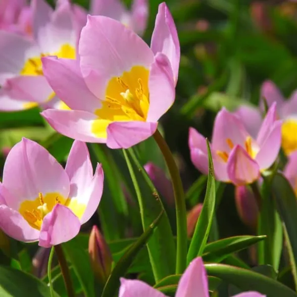 Discount Tulipanløg - Sæt x100 - Tulipa bakeri 'Lilac Wonder' - Blomsterløg - Flerfarvet Frø