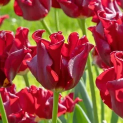 Frø^Tulipanløg 'Red Dress' - Sæt med 10 stk - Vinterhårdfør & flerårig