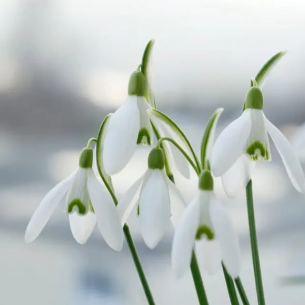 Frø^Tyrkisk vintergæk - Sæt med 50 - Galanthus elwesii - Blomsterløg - Hvid