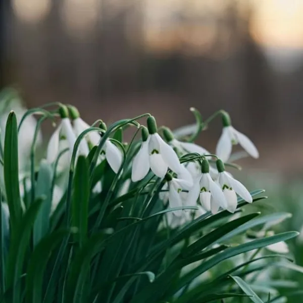 Frø^Tyrkisk vintergæk - Sæt med 50 - Galanthus elwesii - Blomsterløg - Hvid