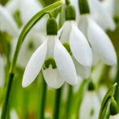 Frø^Tyrkisk vintergæk - Sæt med 50 - Galanthus elwesii - Blomsterløg - Hvid