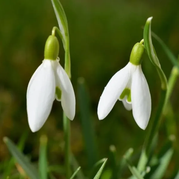Frø^Tyrkisk vintergæk - Sæt med 50 - Galanthus elwesii - Blomsterløg - Hvid