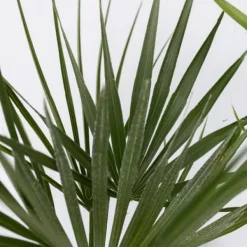 Haveplanter^Udendørs Palmeblanding - Med plantefoder - Sæt med 3 - Højde 50-70cm - ⌀15cm