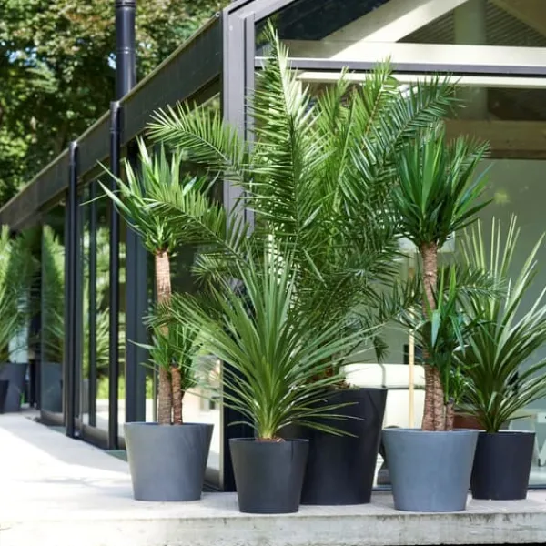 Haveplanter^Udendørs palmeblanding - Sæt med 6 - Outdoor Palmmix - Højde 50-70cm - ⌀15cm