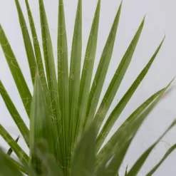 Haveplanter^Udendørs palmeblanding - Sæt med 6 - Outdoor Palmmix - Højde 50-70cm - ⌀15cm