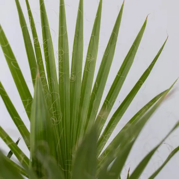 Haveplanter^Udendørs palmeblanding - Sæt med 6 - Outdoor Palmmix - Højde 50-70cm - ⌀15cm
