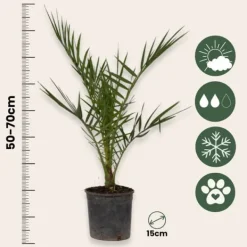 Haveplanter^Udendørs palmeblanding - Sæt med 3 - Outdoor Palmmix - Højde 50-70cm - ⌀15cm