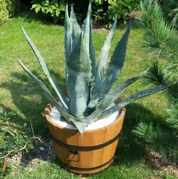 Hot Urtepotte i egetræ 50xH45 karat eg Krukker & Plantebeholdere
