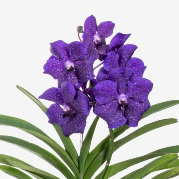 Krukkeplanter Indendørs^Vanda orkidé - Vanda 'Blue' - Højde 55-65cm