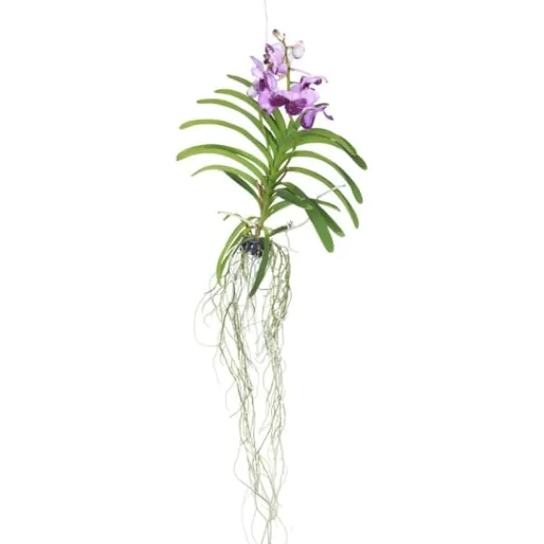 Outlet Vanda orkidé - Vanda 'Lila' - Højde 55-65cm Krukkeplanter Indendørs