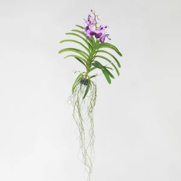Outlet Vanda orkidé - Vanda 'Lila' - Højde 55-65cm Krukkeplanter Indendørs