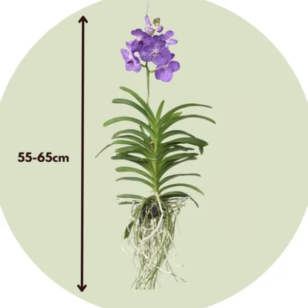 Krukkeplanter Indendørs^Vanda orkidé - Vanda 'Magic Royal Blue' - Højde 55-65cm