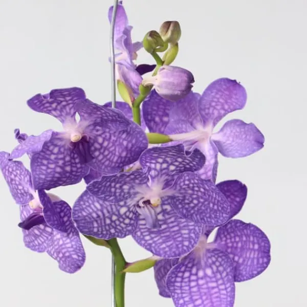 Krukkeplanter Indendørs^Vanda orkidé - Vanda 'Magic Royal Blue' - Højde 55-65cm