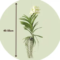 Krukkeplanter Indendørs^Vanda orkidé - Vanda 'Tayanee White' - Højde 45-55cm