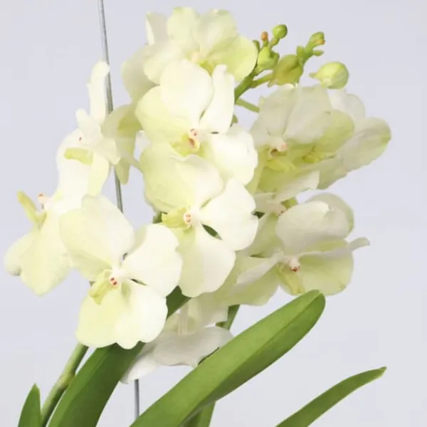 Krukkeplanter Indendørs^Vanda orkidé - Vanda 'Tayanee White' - Højde 45-55cm