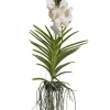 Krukkeplanter Indendørs^Vanda orkidé - Vanda 'White' - Højde 55-65cm