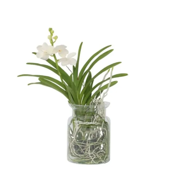 Krukkeplanter Indendørs^Vanda orkidé - Vanda 'White' - Højde 40-50cm - ⌀14cm