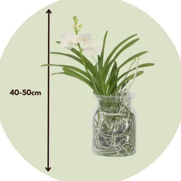 Krukkeplanter Indendørs^Vanda orkidé - Vanda 'White' - Højde 40-50cm - ⌀14cm