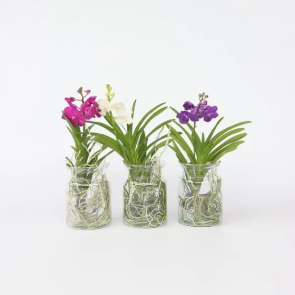 Krukkeplanter Indendørs^Vanda orkidé - Vanda 'White' - Højde 40-50cm - ⌀14cm