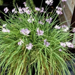 Krukkeplanter Indendørs^Vild hvidløg - Sæt med 6 - Tulbaghia violacea - Højde 15-25cm - ⌀9cm