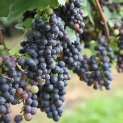 Vin - Sæt med 6 - Vitis vinifera - Højde 25-40cm - ⌀9cm Haveplanter