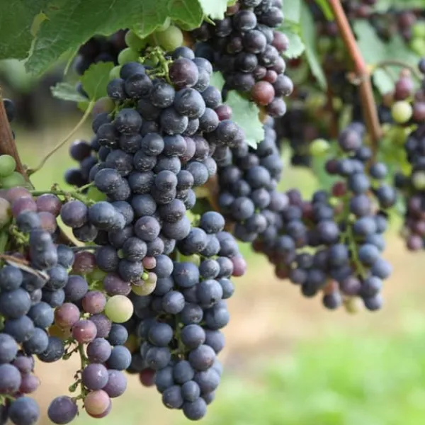 Vin - Sæt med 6 - Vitis vinifera - Højde 25-40cm - ⌀9cm Haveplanter