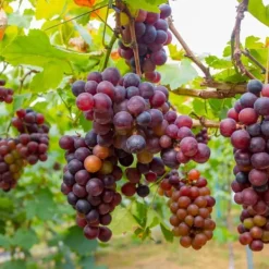 Vin - Sæt med 6 - Vitis vinifera - Højde 25-40cm - ⌀9cm Haveplanter