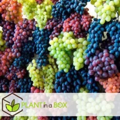 Vin - Sæt med 6 - Vitis vinifera - Højde 25-40cm - ⌀9cm Haveplanter