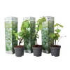 Discount Vin - Sæt med 3 - Vitis vinifera 'Chardonnay' - Højde 25-40cm - ⌀9cm Haveplanter