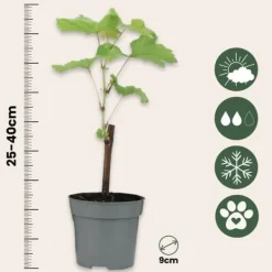 Discount Vin - Sæt med 3 - Vitis vinifera 'Chardonnay' - Højde 25-40cm - ⌀9cm Haveplanter
