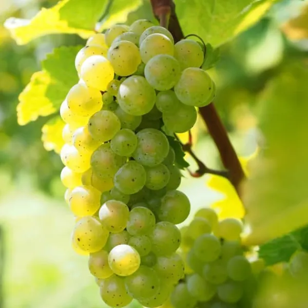 Discount Vin - Sæt med 3 - Vitis vinifera 'Chardonnay' - Højde 25-40cm - ⌀9cm Haveplanter