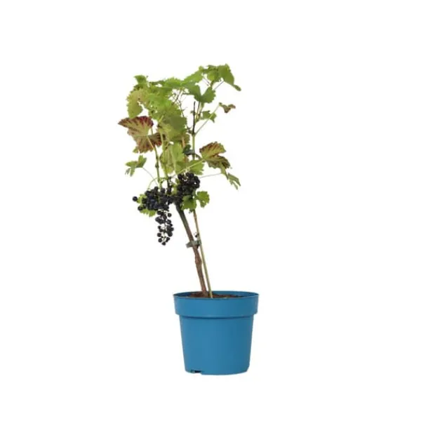Haveplanter^Vin - Vitis vinifera ‘Nero’ - Højde 60-75cm - ⌀21cm