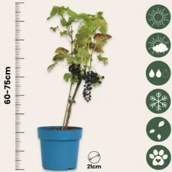 Haveplanter^Vin - Vitis vinifera ‘Nero’ - Højde 60-75cm - ⌀21cm