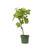 Discount Vin - Vitis vinifera ‘Vanessa’ - Højde 60-75cm - ⌀21cm Haveplanter