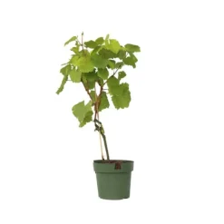 Discount Vin - Vitis vinifera ‘Vanessa’ - Højde 60-75cm - ⌀21cm Haveplanter