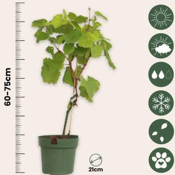 Discount Vin - Vitis vinifera ‘Vanessa’ - Højde 60-75cm - ⌀21cm Haveplanter
