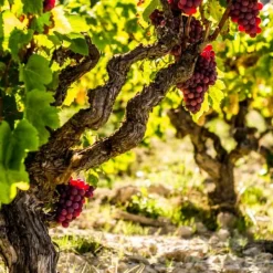 Discount Vin - Vitis vinifera ‘Vanessa’ - Højde 60-75cm - ⌀21cm Haveplanter