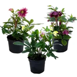 New Vinterklokke - Sæt med 3 - Helleborus orientalis - Højde 20-30cm - ⌀12cm Blomster