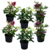 Blomster^Vinterklokke - Sæt med 6 - Helleborus orientalis - Højde 20-30cm - ⌀12cm