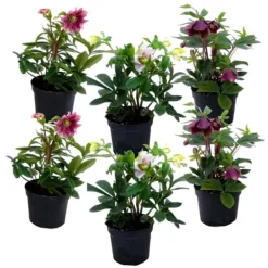 Blomster^Vinterklokke - Sæt med 6 - Helleborus orientalis - Højde 20-30cm - ⌀12cm
