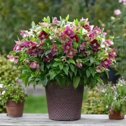Blomster^Vinterklokke - Sæt med 6 - Helleborus orientalis - Højde 20-30cm - ⌀12cm