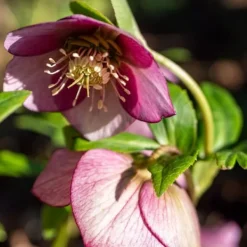 Blomster^Vinterklokke - Sæt med 6 - Helleborus orientalis - Højde 20-30cm - ⌀12cm