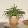 Sale Winkee Grædende plantekrukke - Planter Krukkeplanter Indendørs