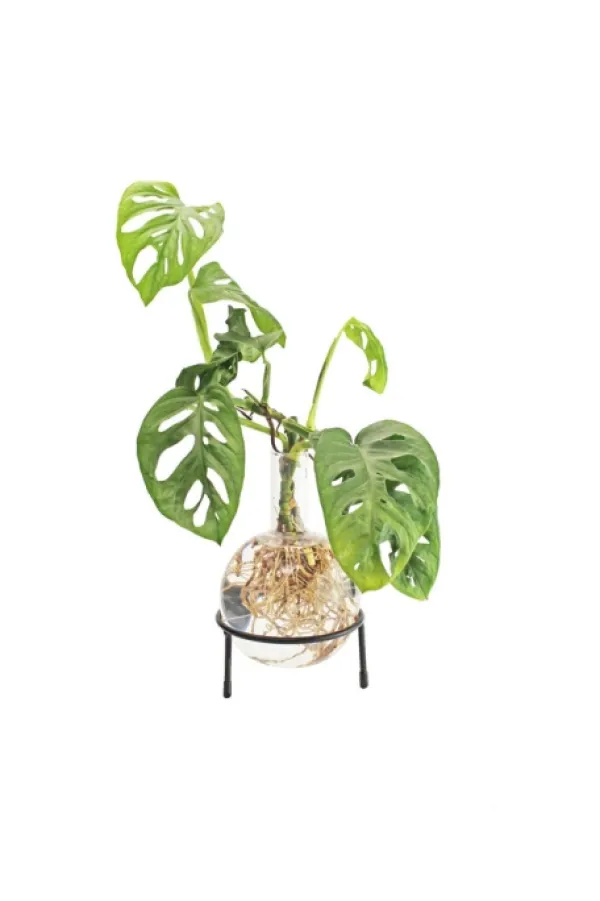 New Winkee Hydro Vase Flora Krukkeplanter Indendørs