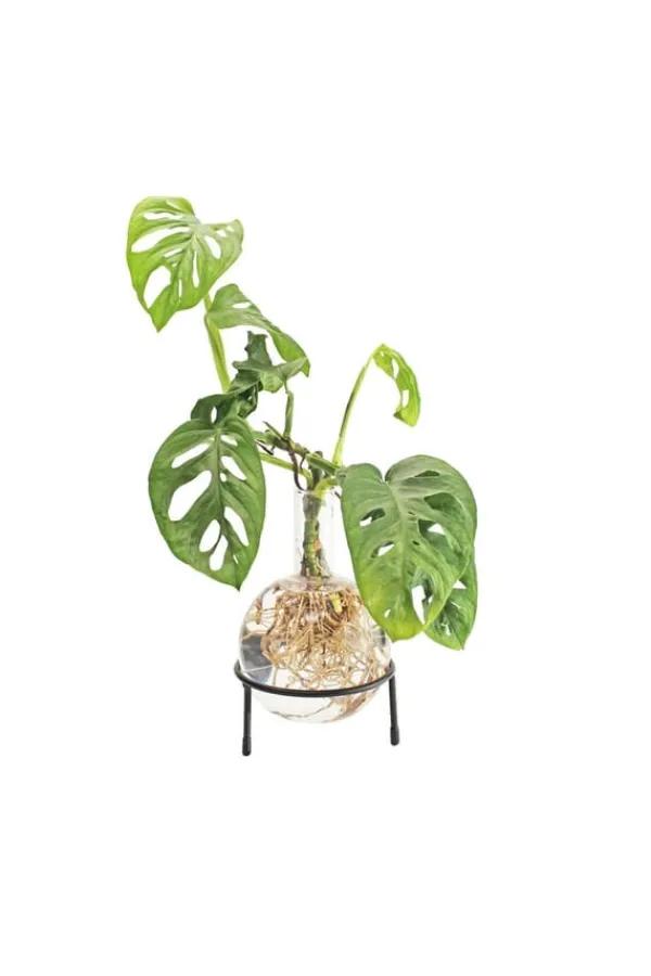 New Winkee Hydro Vase Flora Krukkeplanter Indendørs